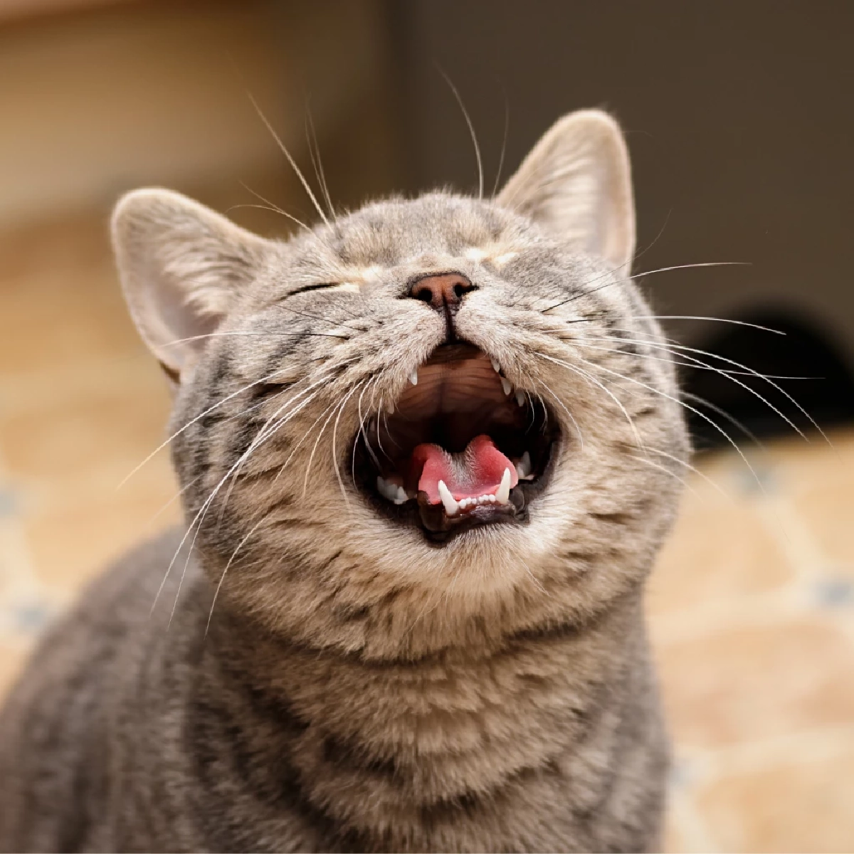 เสียง “เมี๊ยว” ที่คุณได้ยินทุกวัน จริง ๆ แมวพูดกับคุณ