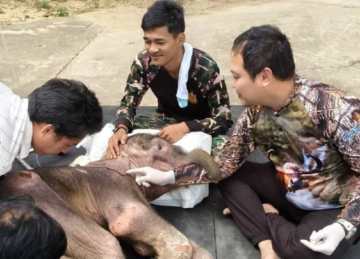 อาการ &quot;พังข้าวต้ม&quot; ทีมสัตวแพทย์ยังพบปัญหาระบบทางเดินอาหาร