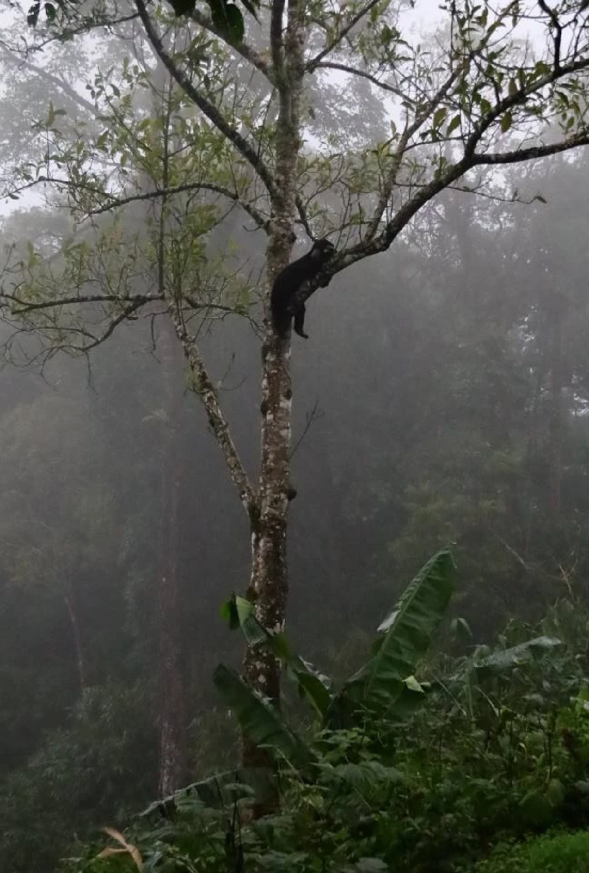 เขาพะเนินทุ่งเปิดวันแรก “น้องทุเรียน” หมีหมาโผล่ต้อนรับนักท่องเที่ยวสุดชิลล์
