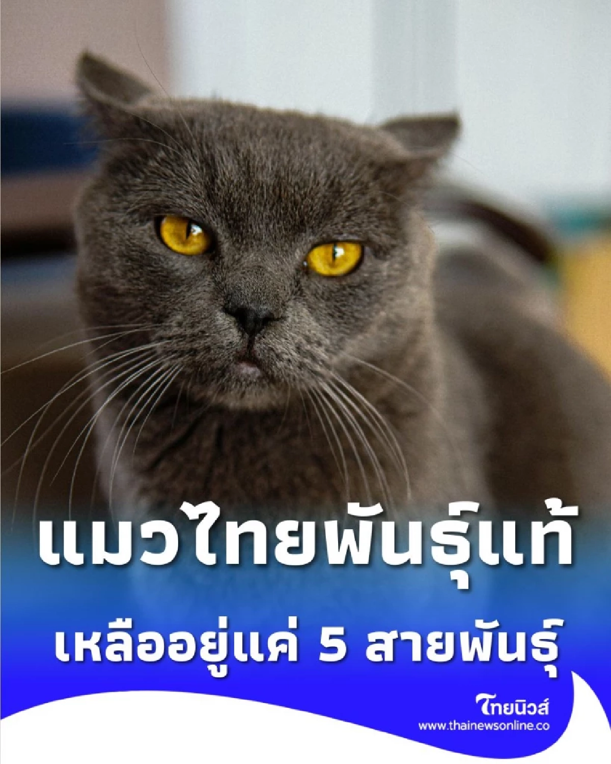 ทำความรู้จักให้ลึกซึ้ง แมวไทยพันธุ์แท้ เหลืออยู่แค่ 5 สายพันธุ์ เท่านั้น