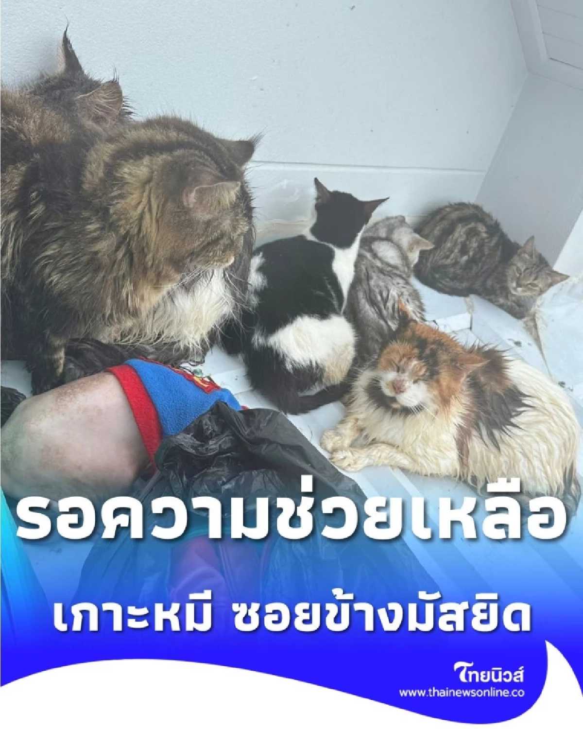 วิงวอนขอความช่วยเหลือด่วนครอบครัวติดหลังคาน้ำท่วมหนักที่เกาะหมี หาดใหญ่