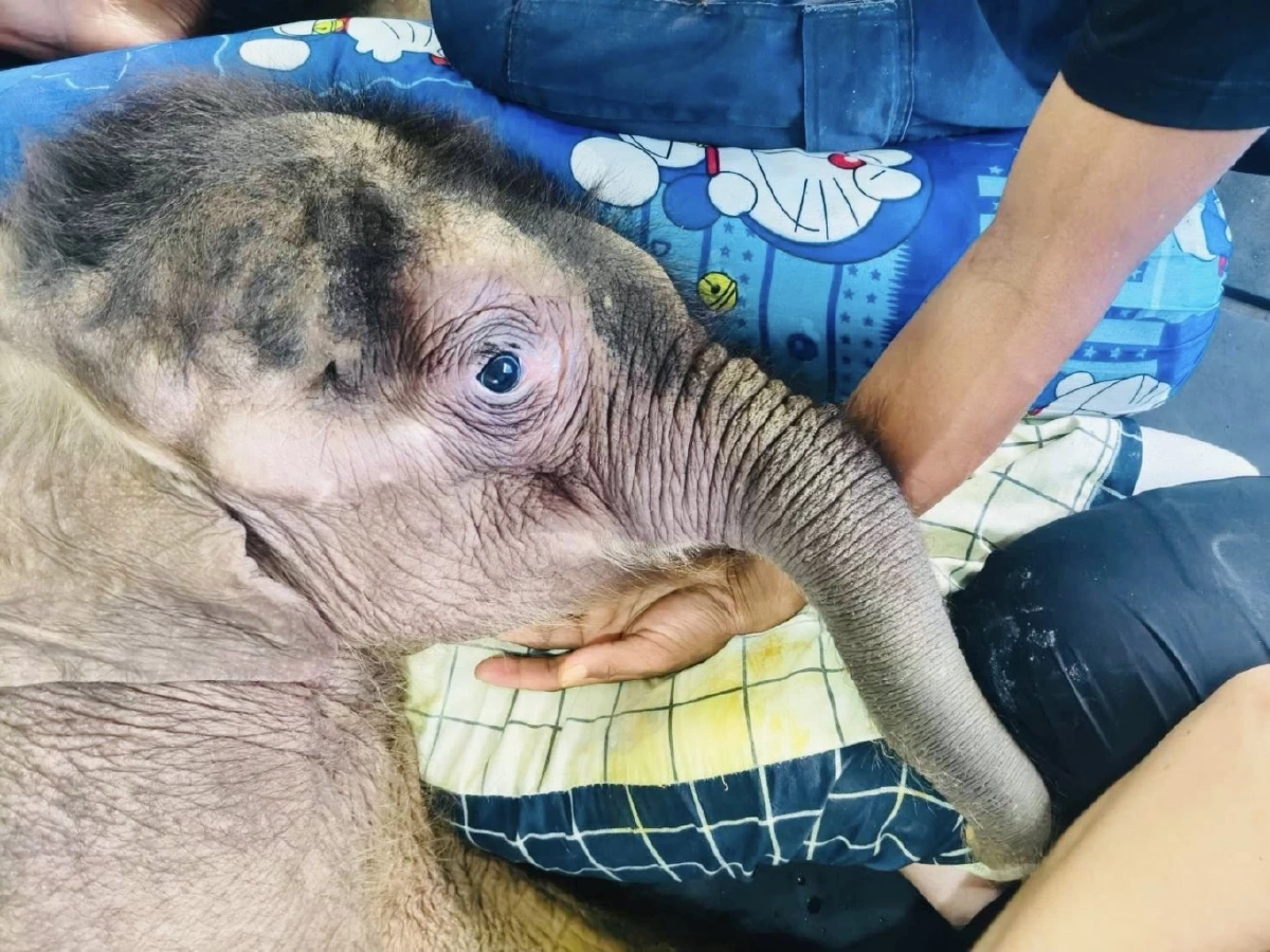 เอาใจช่วย “พังข้าวต้ม” ลูกช้างป่าป่วยหนัก ลำไส้อักเสบ-น้ำตาลในเลือดตก