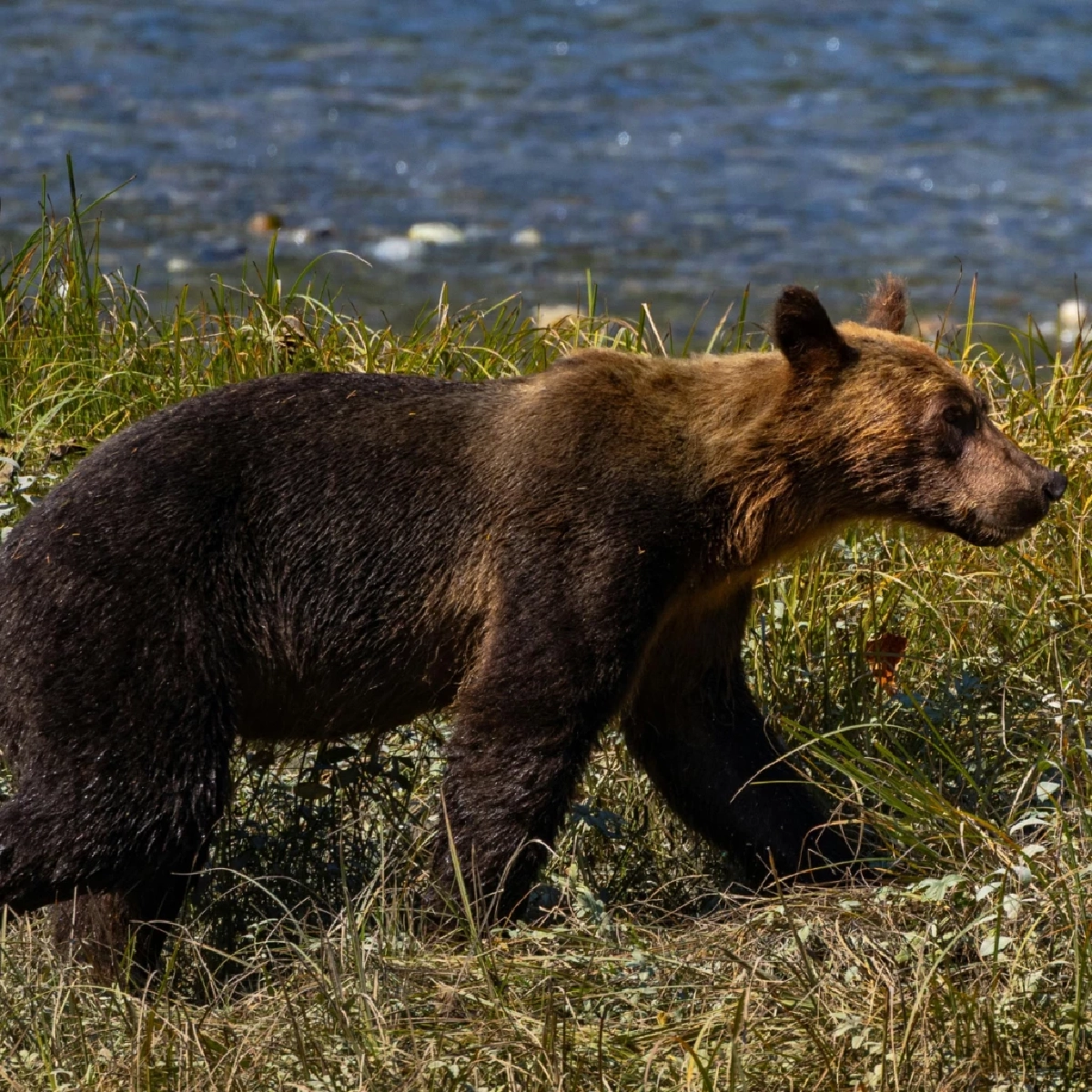 หมีน้ำตาลฮอกไกโด “ฮิกุมะ” นักล่าอันดับหนึ่งแห่งญี่ปุ่น