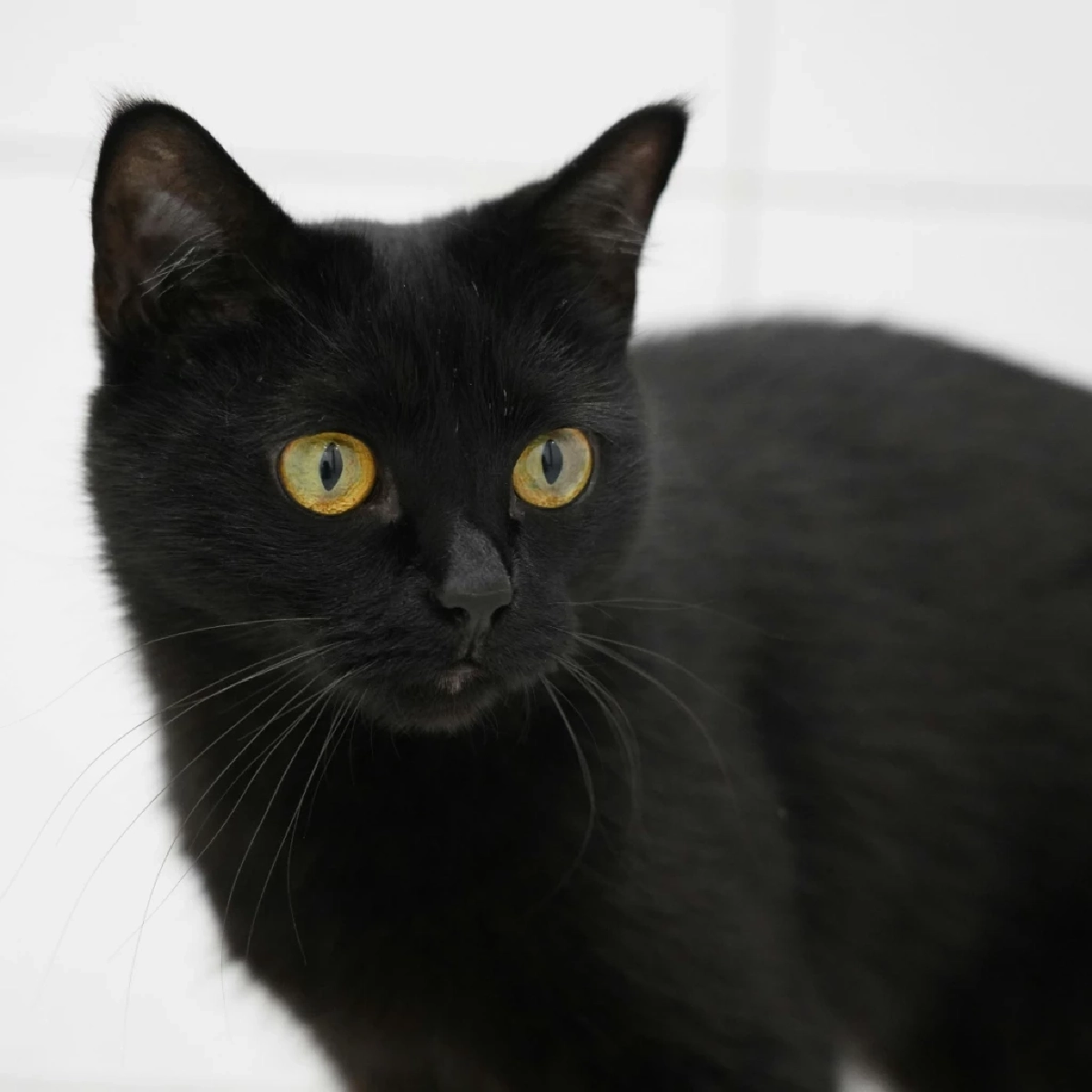 แมวโกญจา