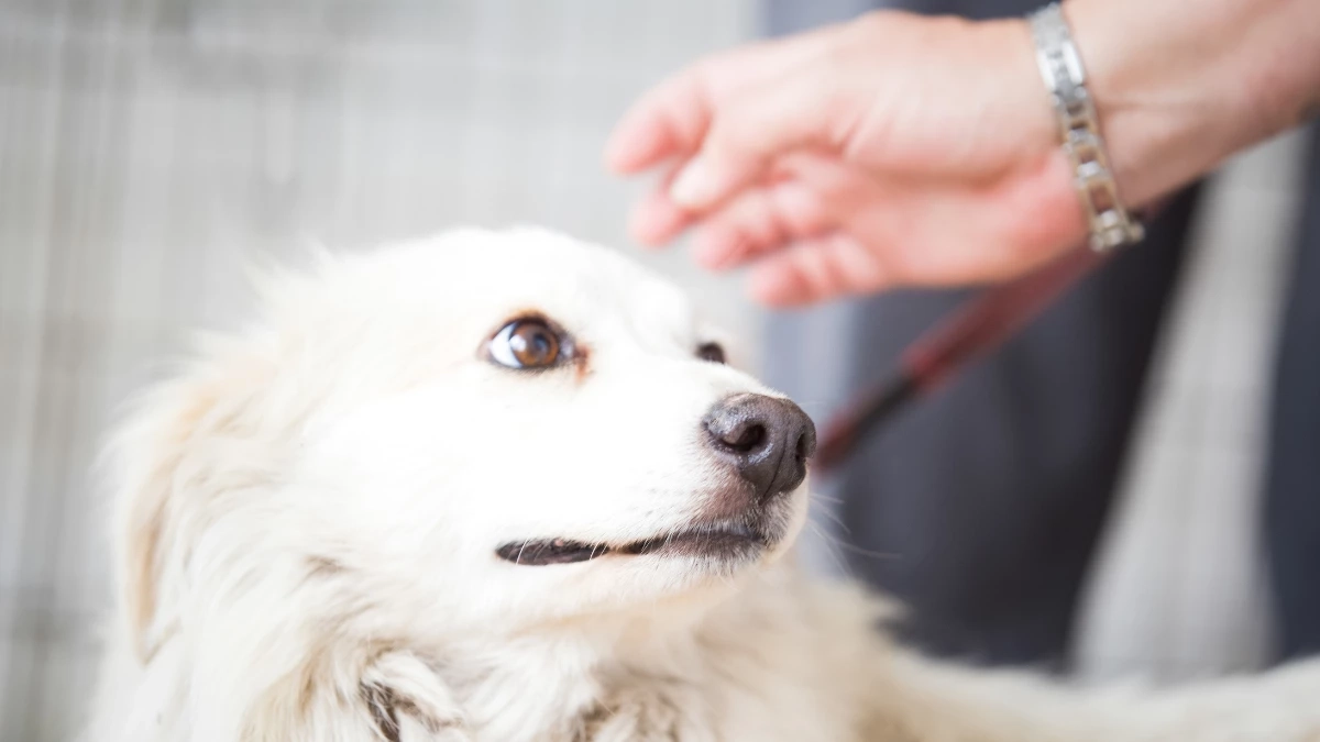 ส่ายหางใช่ว่าจะเป็นมิตรเสมอ? ระวังสัญญาณเตือนจากน้องหมา