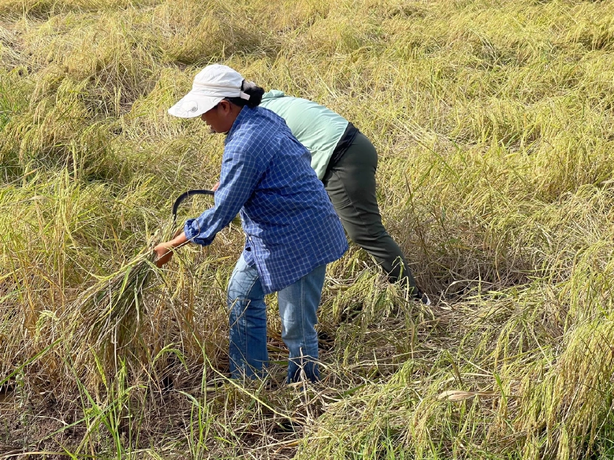 ห่วงชาวบ้าน! ทหารรวมใจลงพื้นที่ช่วยเกี่ยวข้าวให้ชาวนาชายแดน