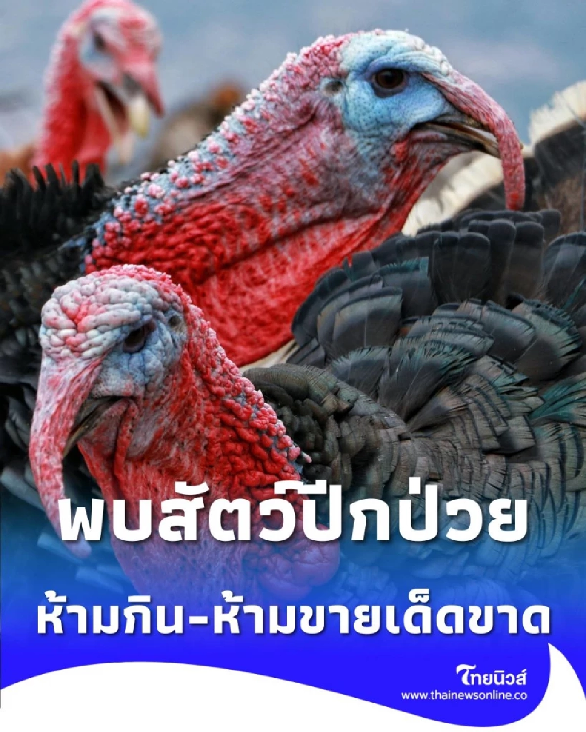 ปศุสัตว์เตือน พบสัตว์ปีกป่วย-ตายผิดปกติ ห้ามกิน-ห้ามขายเด็ดขาด แจ้ง จนท. ทันที