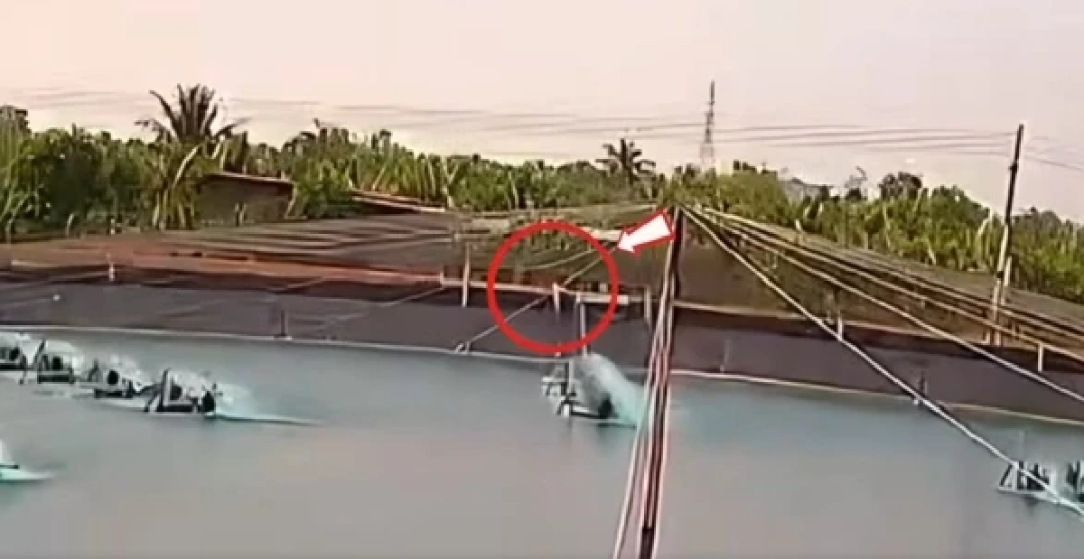 สลดคนงานบ่อกุ้งถูกเครื่องยอยเกี่ยวขากางเกง หมุนฟาดร่าง 16 ครั้ง