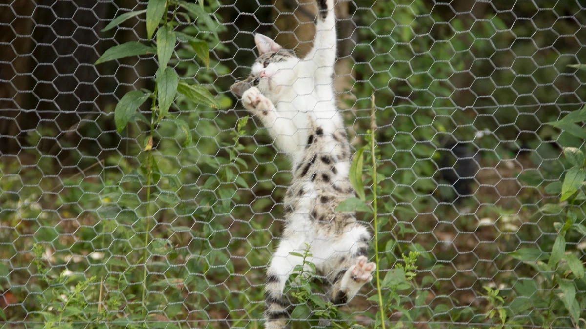 ทำอย่างไรดี? เมื่อหมา–แมวชอบหนีออกจากบ้าน!