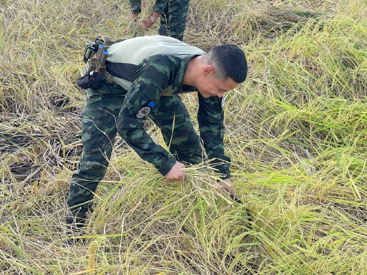 ห่วงชาวบ้าน! ทหารรวมใจลงพื้นที่ช่วยเกี่ยวข้าวให้ชาวนาชายแดน
