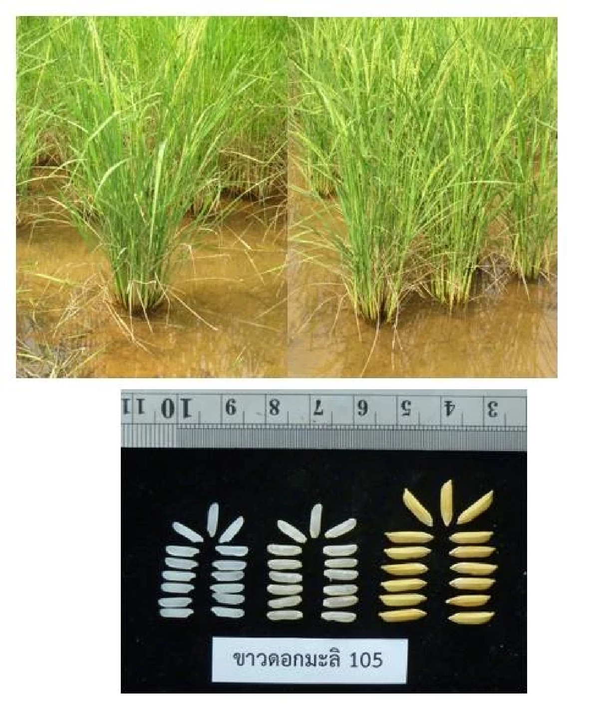 เตือนชาวนาระวัง หอมสยาม ไม่ใช่ข้าวไทย ราคาต่ำ-โรงสีไม่รับซื้อ