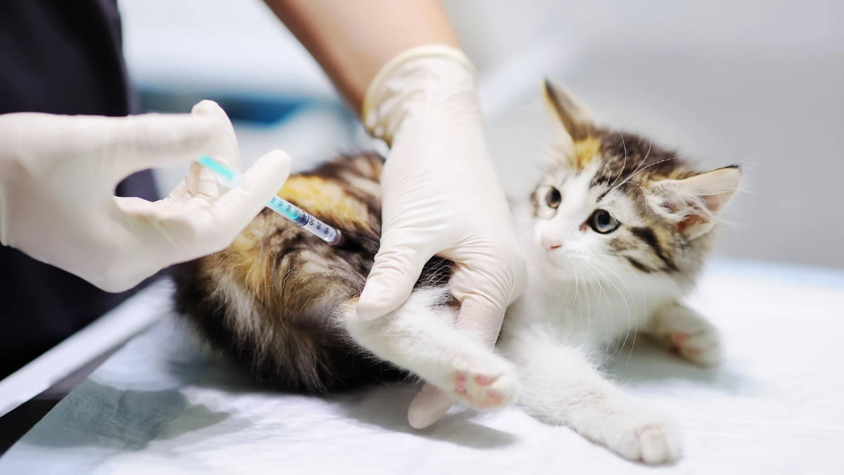 เตือนทาสแมว! อย่าฉีดยาคุมเด็ดขาด เสี่ยงโรคร้ายถึงชีวิต