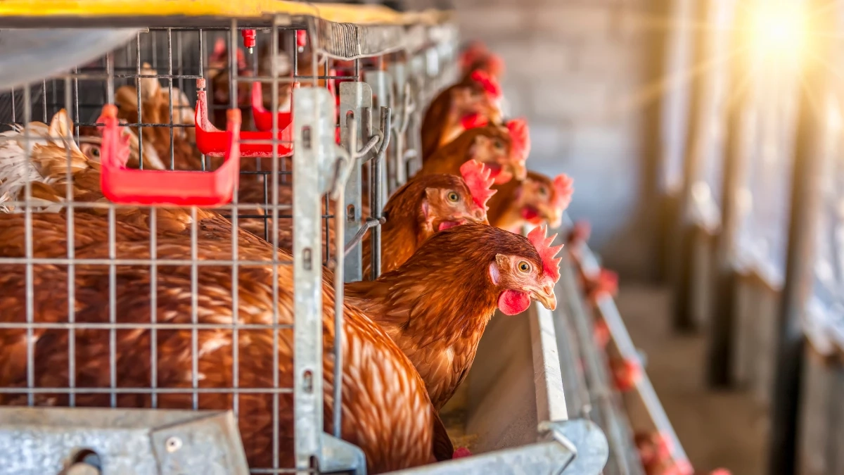 “ไข่ไก่ล้นตลาด” ฉุดราคาฟองละ 3 บาท กระทบผู้เลี้ยงทั่วประเทศ