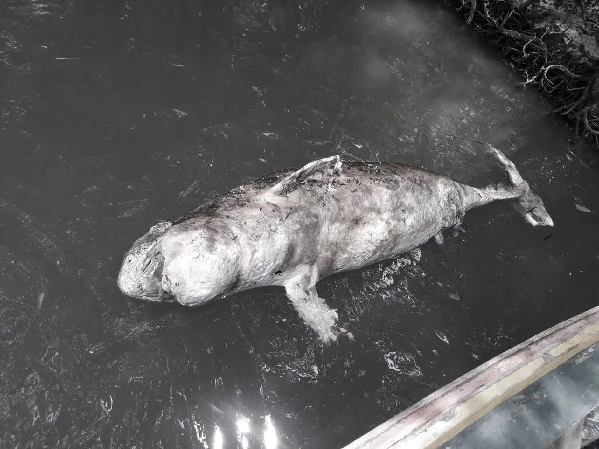 พบซาก โลมาอิรวดี อ.ปะเหลียน จ.ตรัง สาเหตุการสูญเสียไม่แน่ชัด