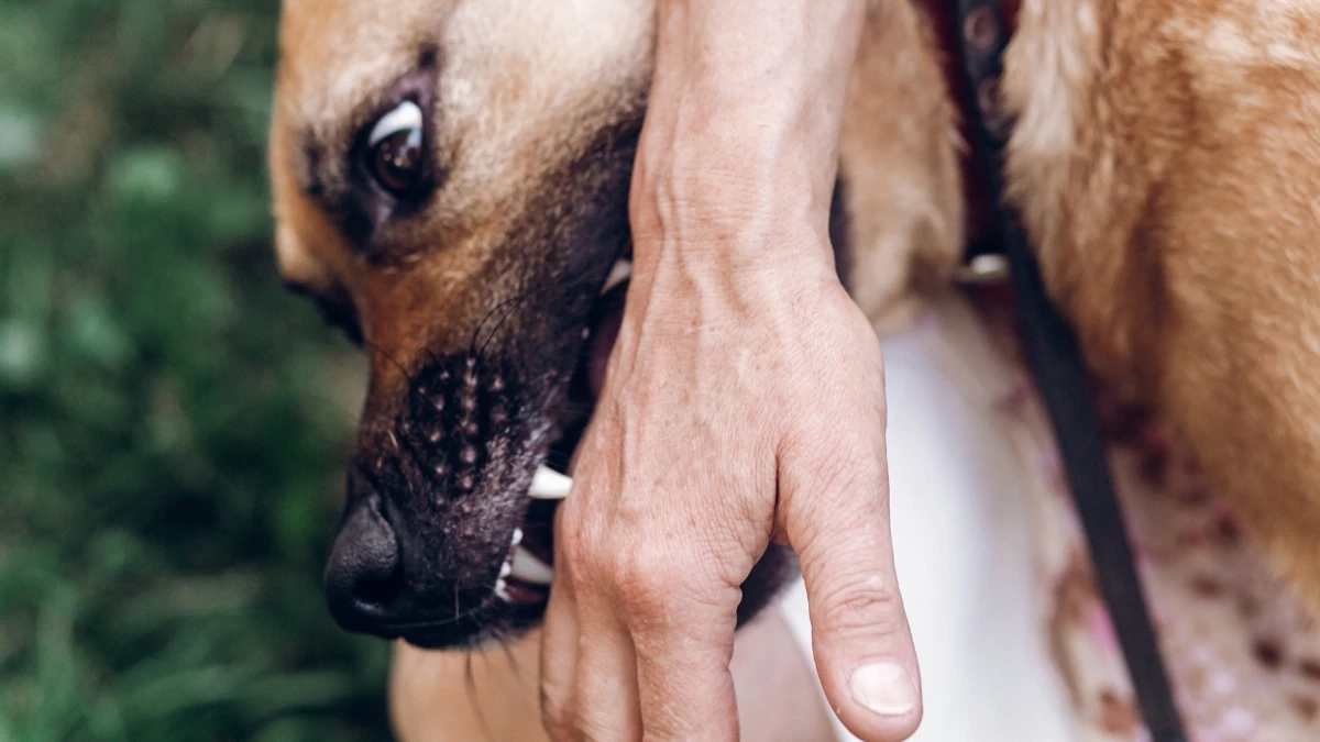 ส่ายหางใช่ว่าจะเป็นมิตรเสมอ? ระวังสัญญาณเตือนจากน้องหมา