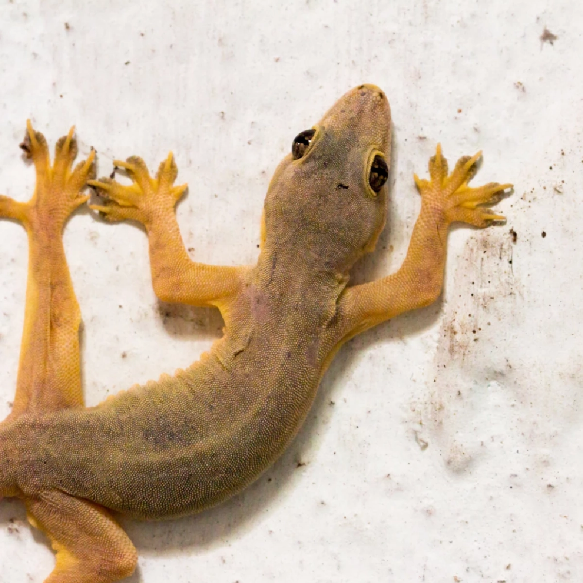 เผย 5 ของใช้ในบ้านที่ช่วยป้องกันจิ้งจกได้อย่างธรรมชาติ