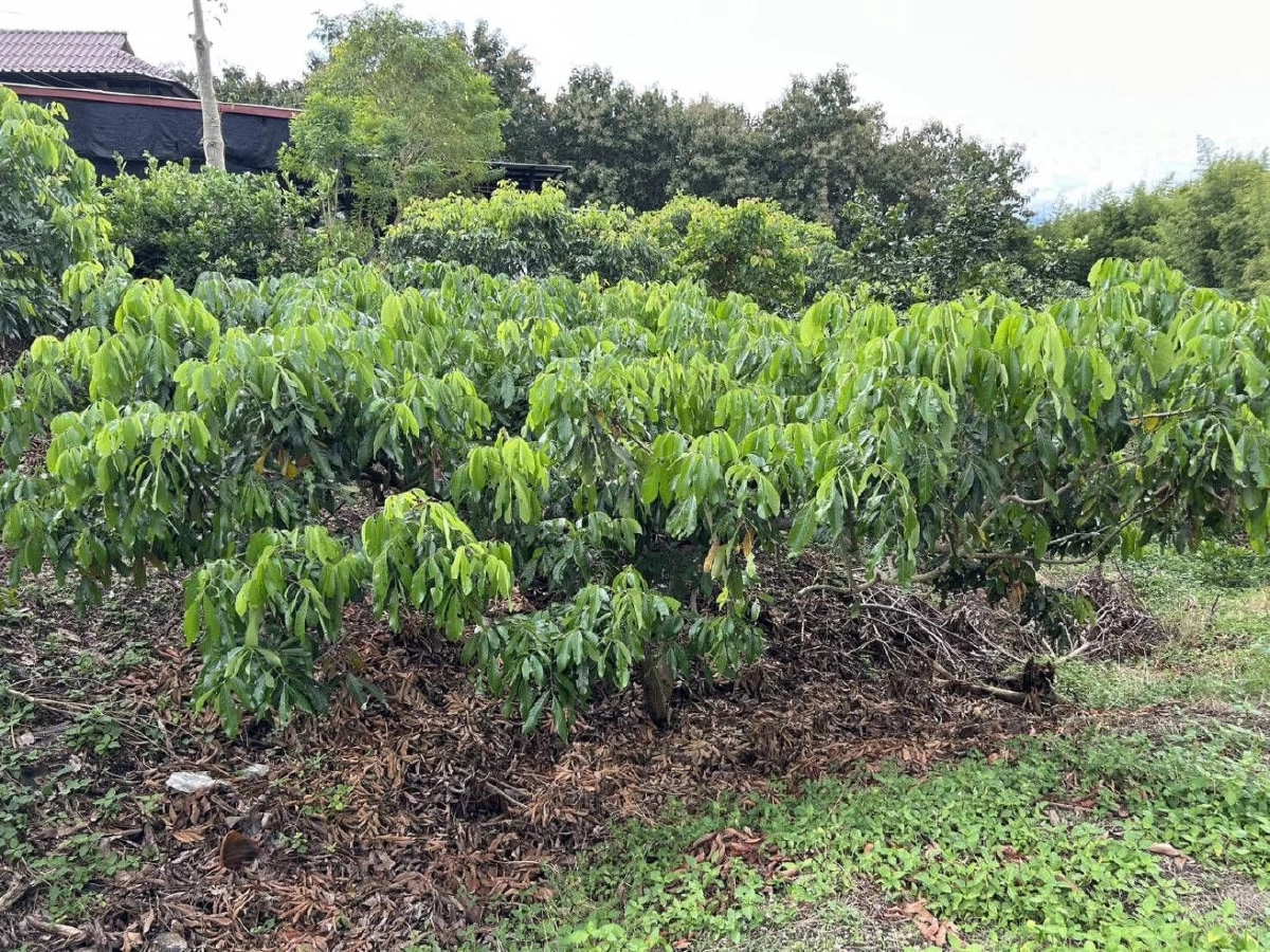 ข่าวดีชาวสวนลำไย ครม.เห็นชอบโครงการ ไร่ละ 1,000 สู่การพัฒนาสวนลำไยอย่างยั่งยืน