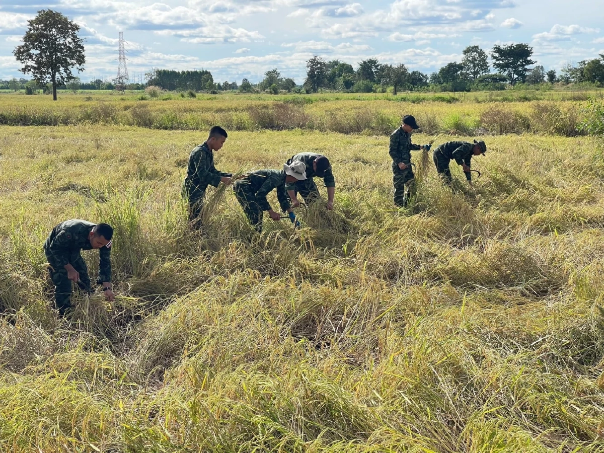 ห่วงชาวบ้าน! ทหารรวมใจลงพื้นที่ช่วยเกี่ยวข้าวให้ชาวนาชายแดน