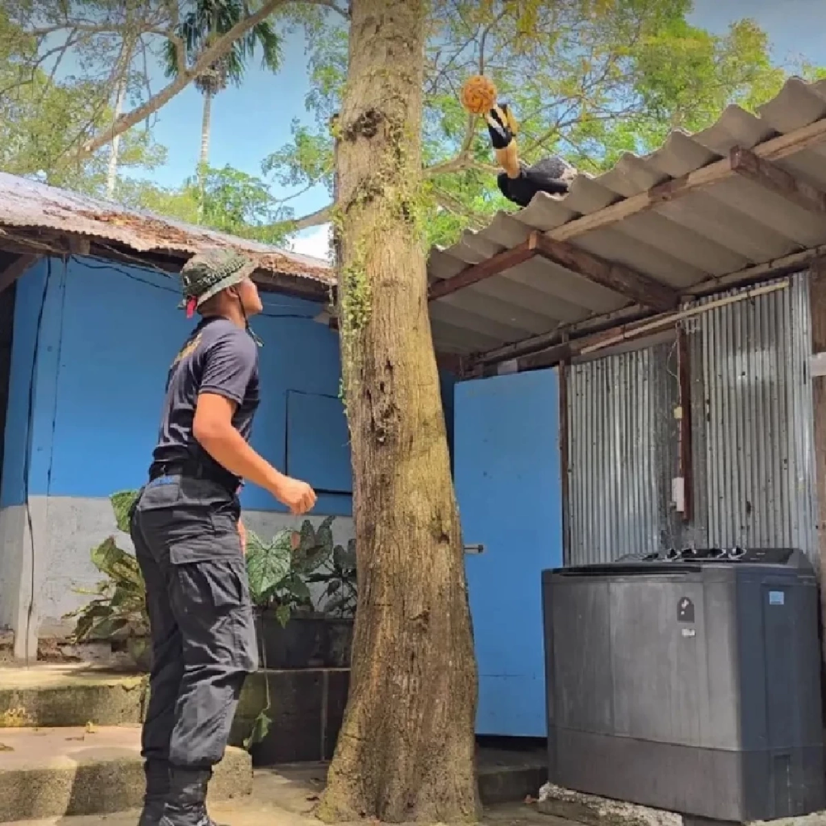 นกเงือก “มาแอะ” จากสัตว์บาดเจ็บ สู่เพื่อนรักนาวิกโยธิน