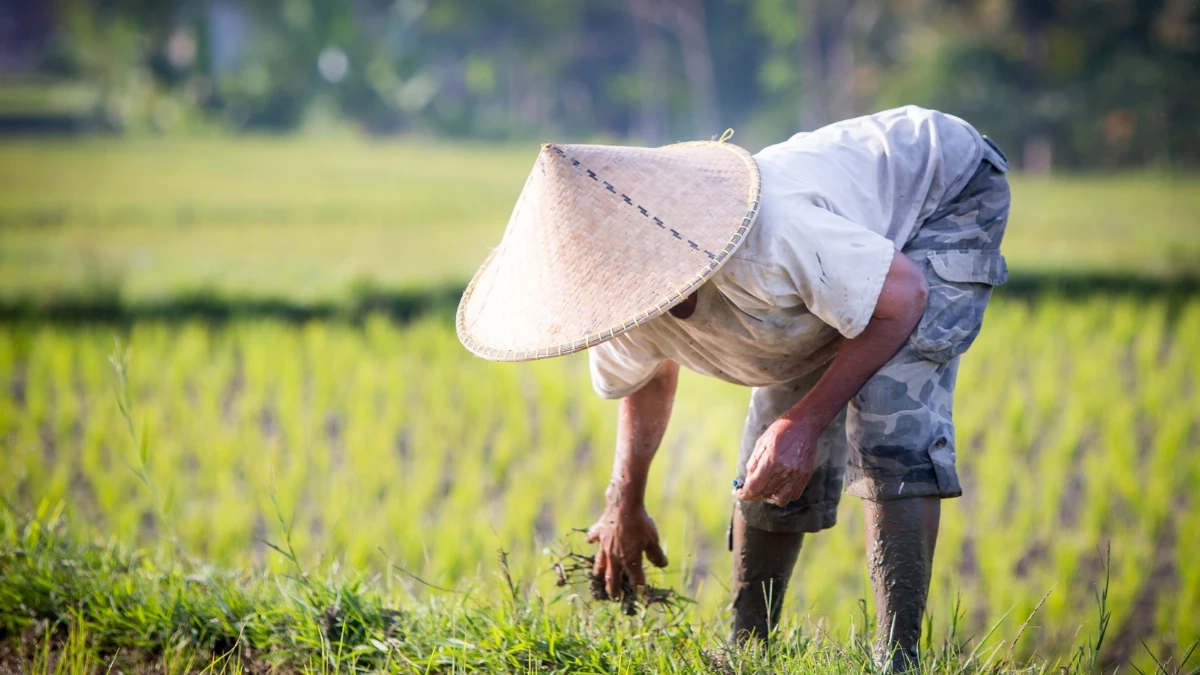 ราคาข้าวร่วงหนัก ชาวนาเผย “ขายถูกกว่าบะหมี่กึ่งสําเร็จรูป1 ซอง”