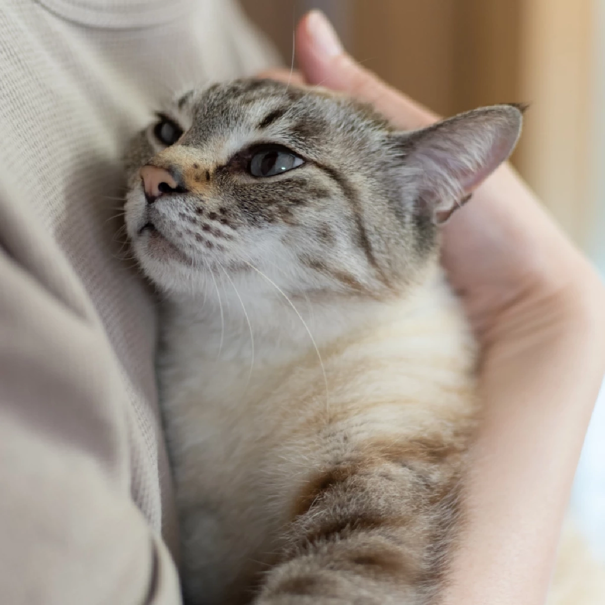 กอดหมา–แมวช่วยคลายหนาว! ผู้เชี่ยวชาญเผยประโยชน์เพียบ