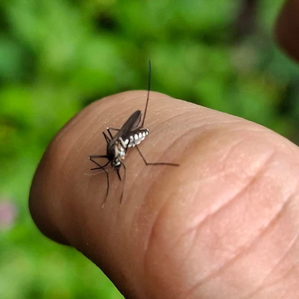 รู้จัก “ยุงแม่ไก่” แมลงพาหะคล้ายยุงลาย พาหะร้ายกัดเจ็บ ก่อโรคในสัตว์เลี้ยง