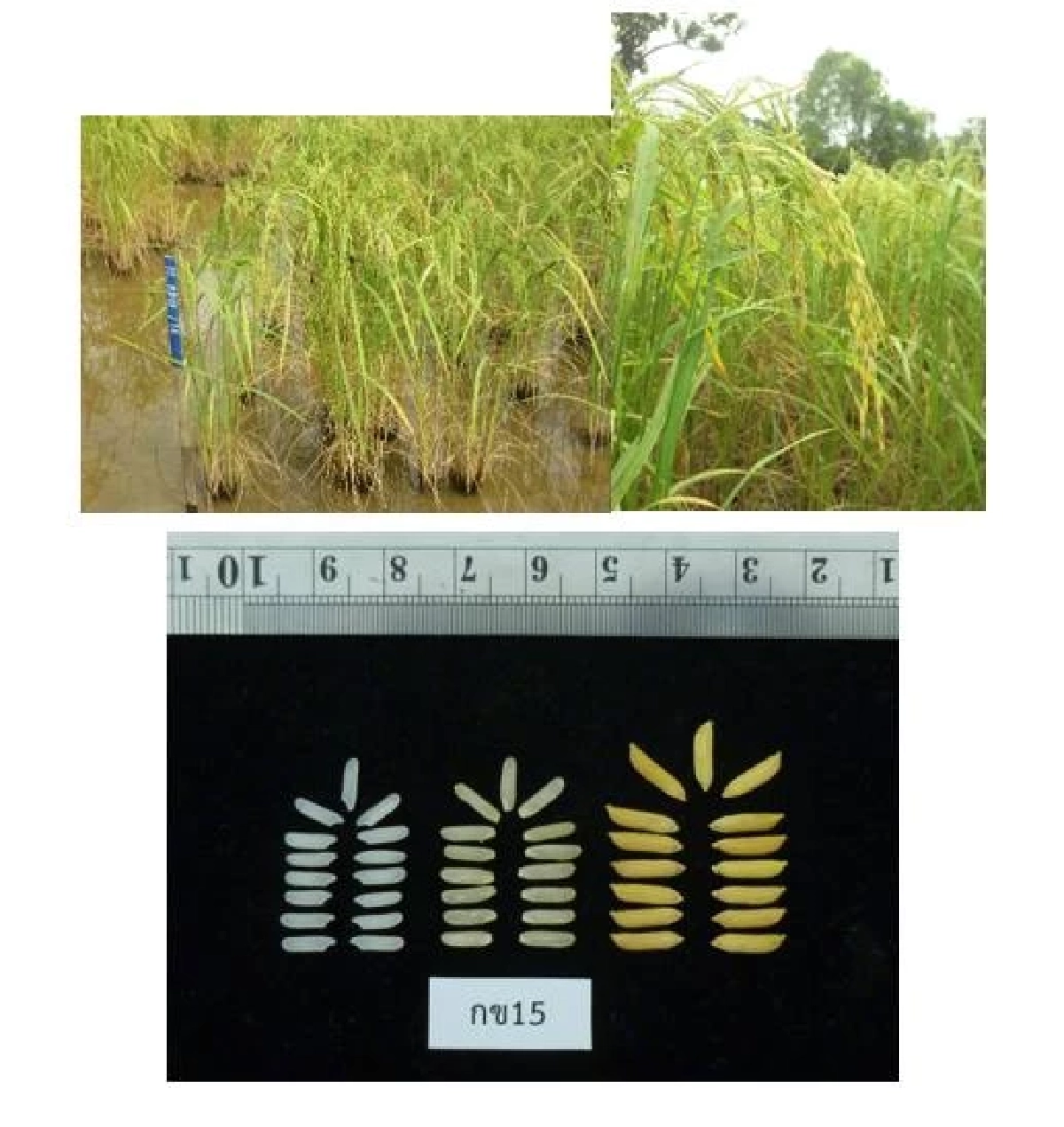 เตือนชาวนาระวัง หอมสยาม ไม่ใช่ข้าวไทย ราคาต่ำ-โรงสีไม่รับซื้อ