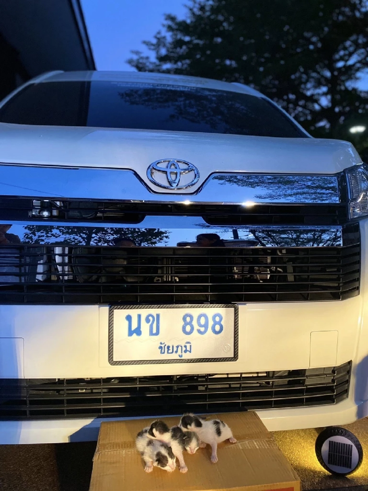 ทะเบียนรถพระเกจิดัง หลวงปู่จื่อ หลังแม่แมวมาคลอดลูกใต้ท้องรถ