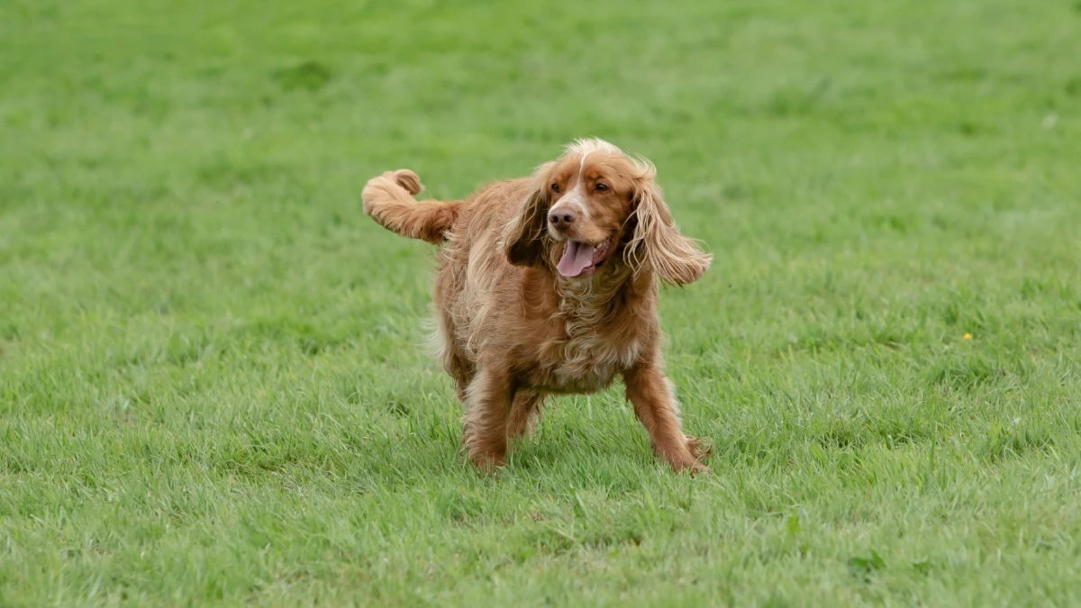 ส่ายหางใช่ว่าจะเป็นมิตรเสมอ? ระวังสัญญาณเตือนจากน้องหมา