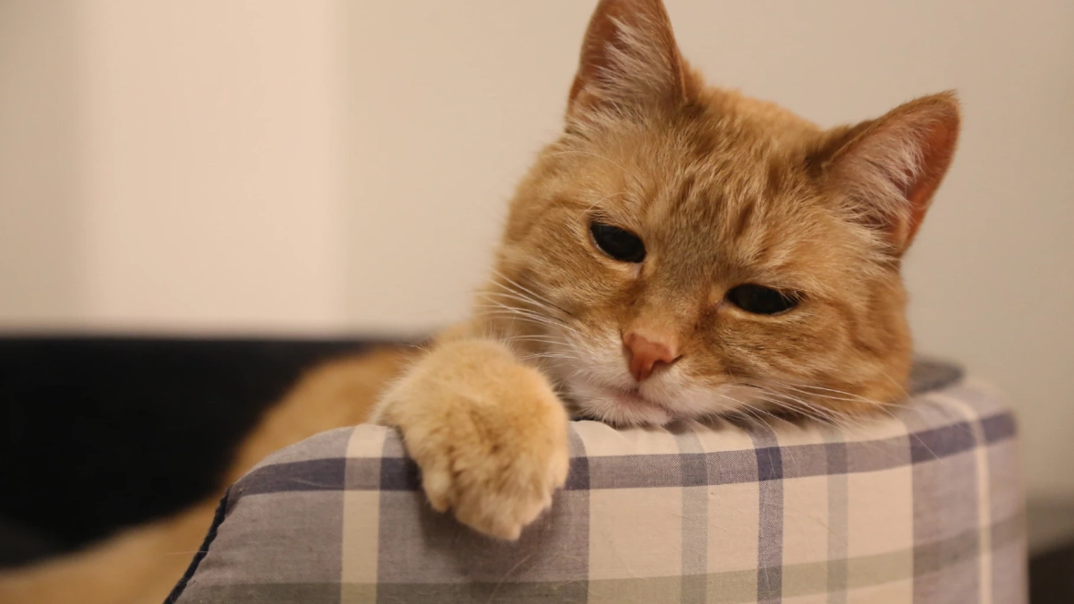 แมวซึมหลังเสียเพื่อนร่วมบ้าน นี่คือสัญญาณความเหงาใช่ไหม?