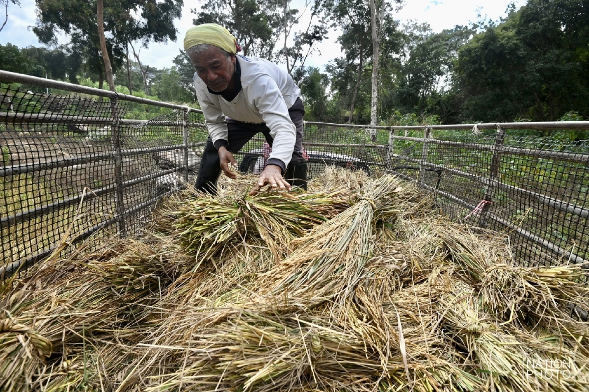 ตึงเครียดชายแดน! ชาวบักไดเร่งเกี่ยวข้าว–พร้อมอพยพ 24 ชม.