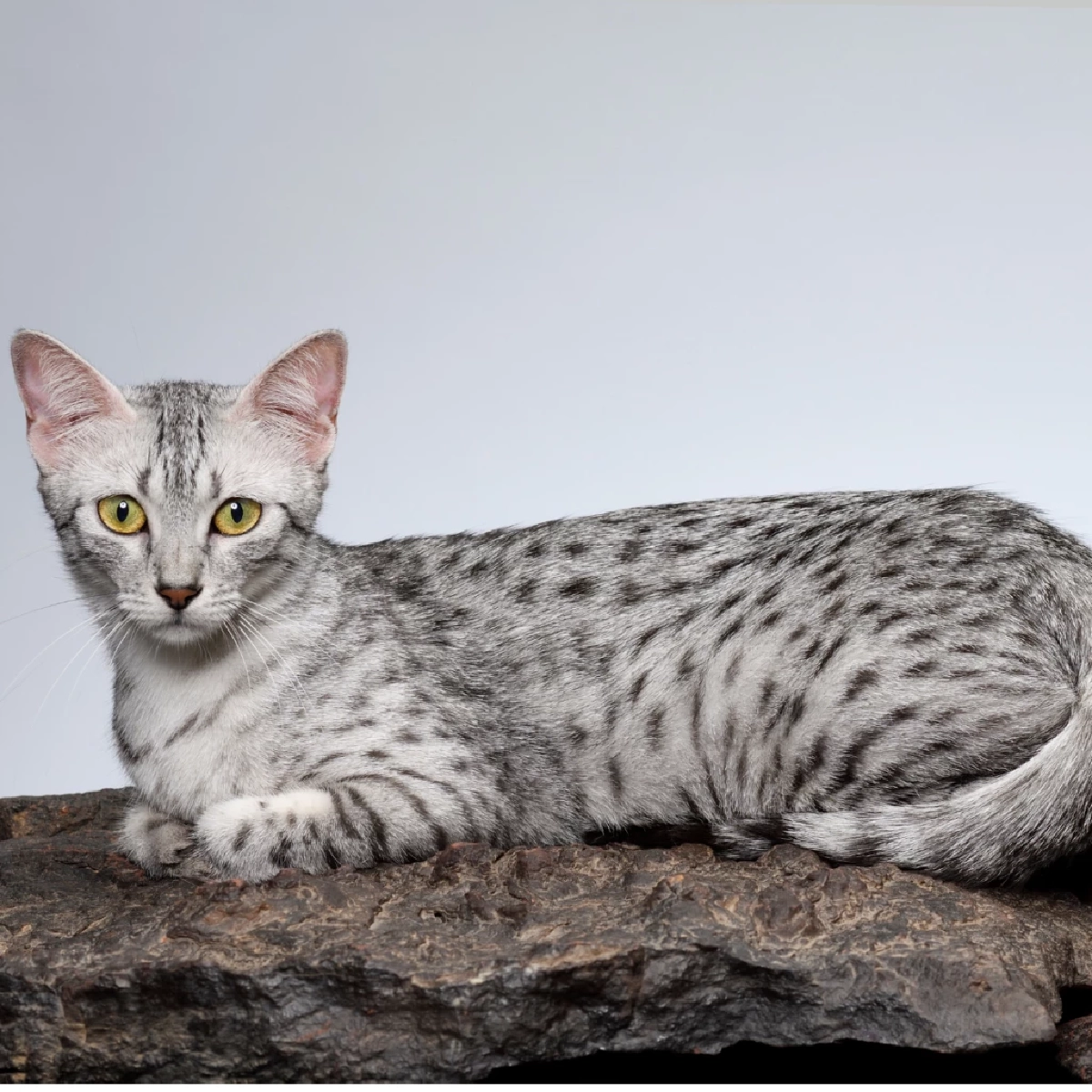 แมวไม่ได้เกิดมาเพื่อเป็นสัตว์เลี้ยง! จุดเริ่มต้นการเลี้ยงแมวเมื่อ 10,000 ปีก่อน