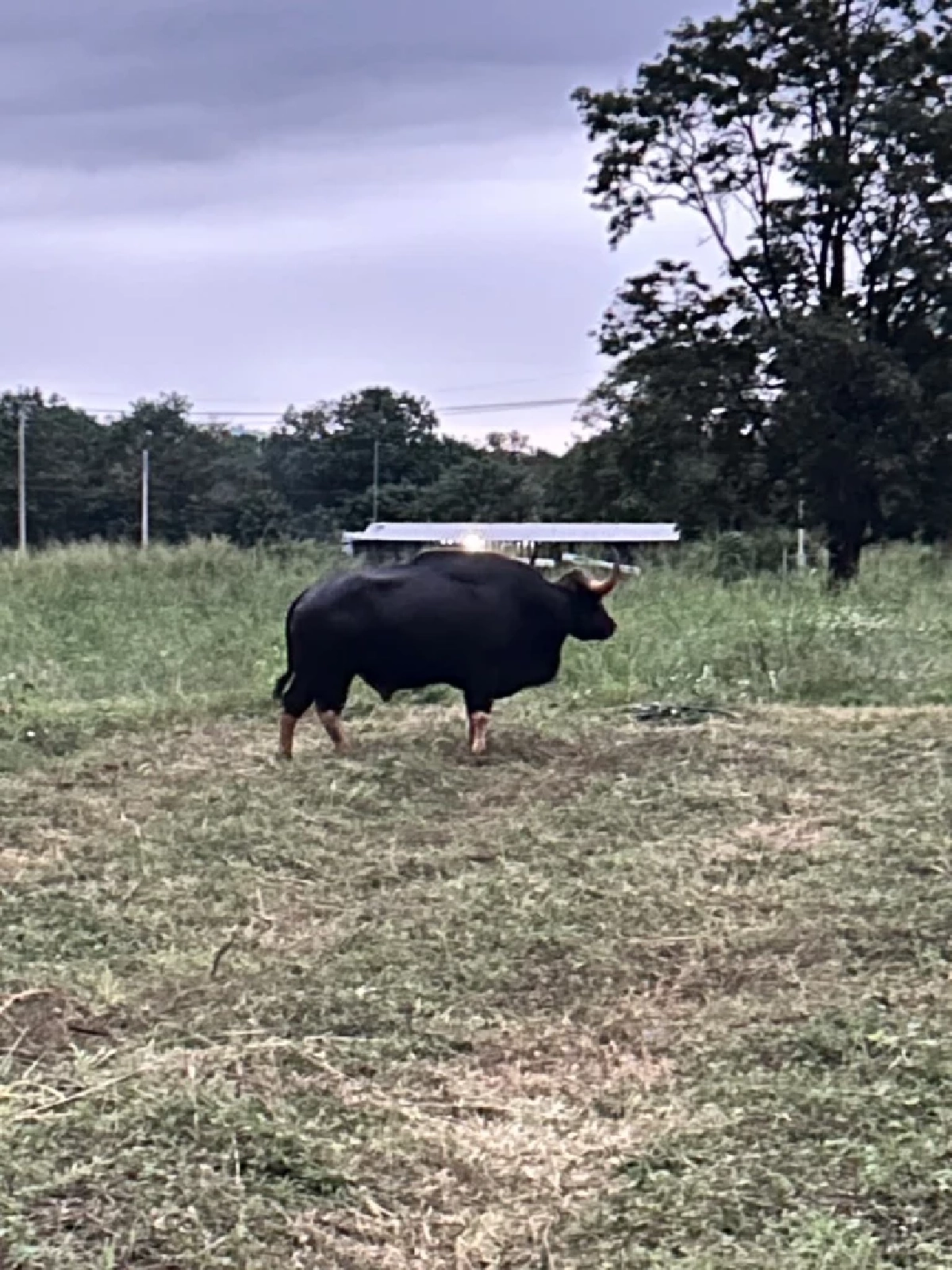 กระทิงบาดเจ็บโผล่วัดดังปากช่อง! เจ้าหน้าที่เร่งช่วยเหลือกลางดึก