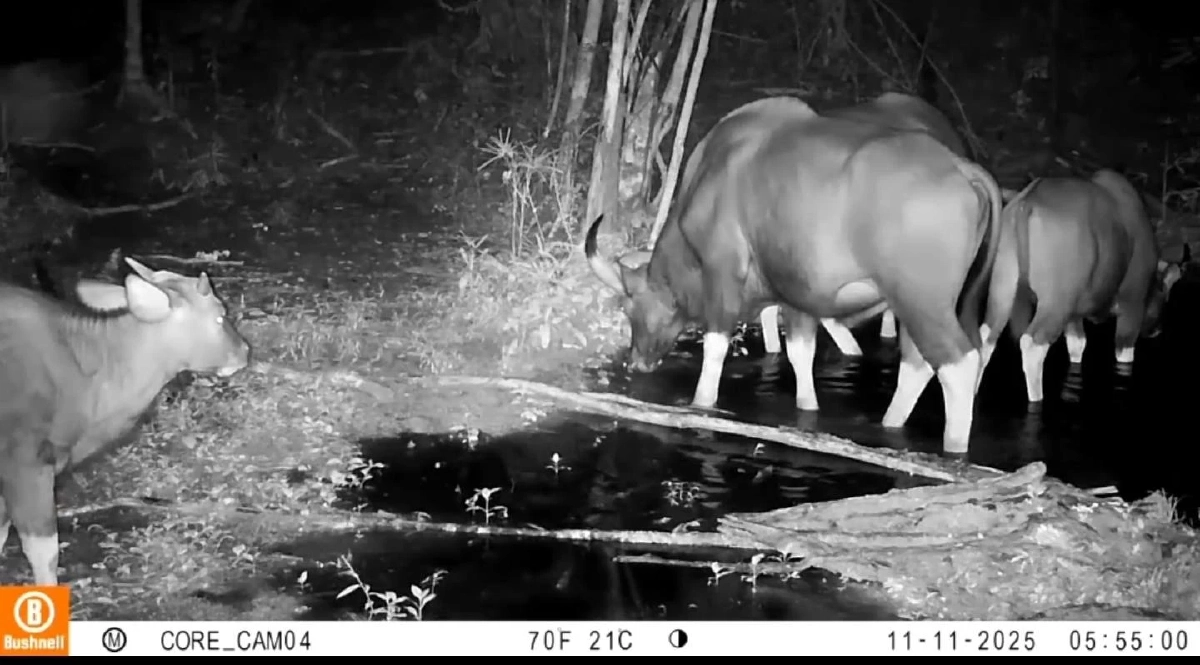 กล้องดักถ่ายแก่งกระจานพบสัตว์ป่าหายาก 26 ชนิด ยืนยันป่าสมบูรณ์