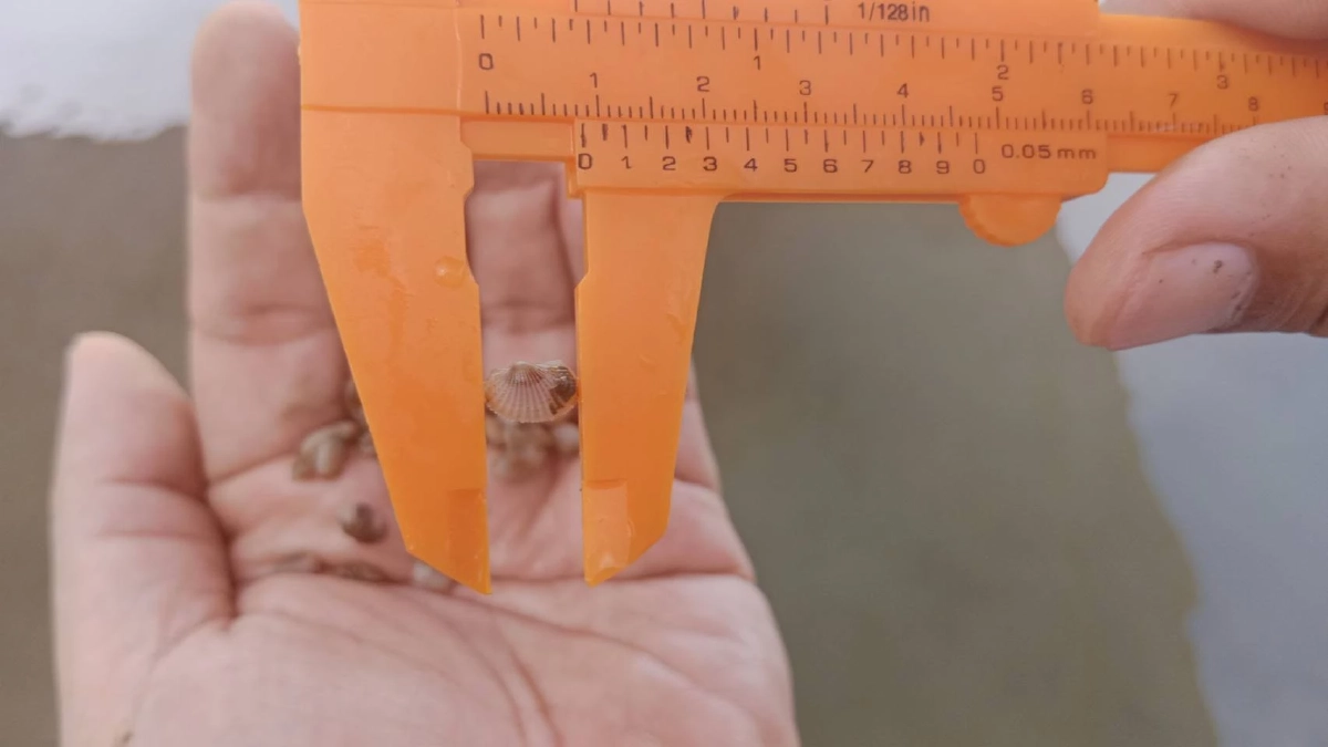 สำเร็จแล้ว เพาะเลี้ยงลูกหอยแครง จากโรงเพาะฟักสู่บ่อดิน