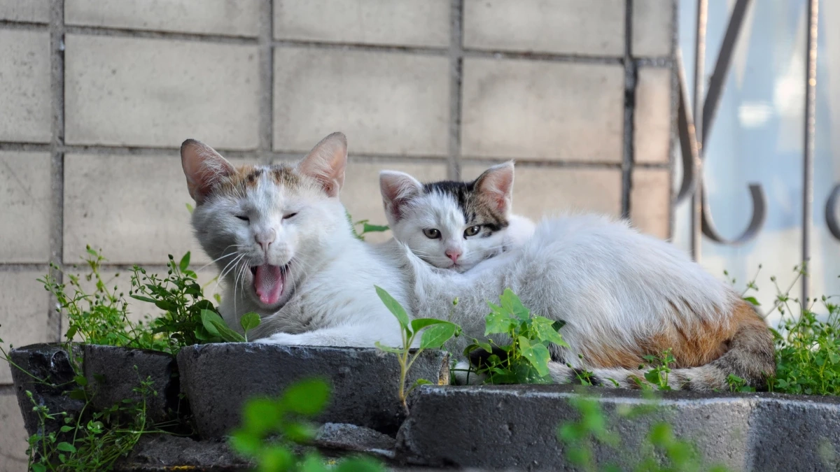 ถ้าแมวอยู่ตัวเดียวมานาน จะยอมรับเพื่อนใหม่ได้ไหม?