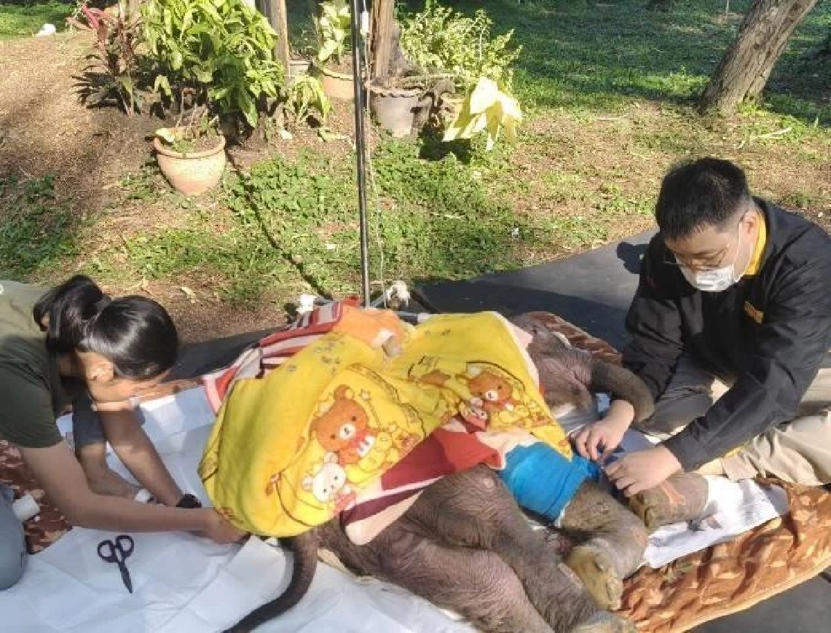 อัพเดท! ข้าวต้ม ลูกช้างป่าอาการดีขึ้นต่อเนื่อง ร่าเริงมีแรง