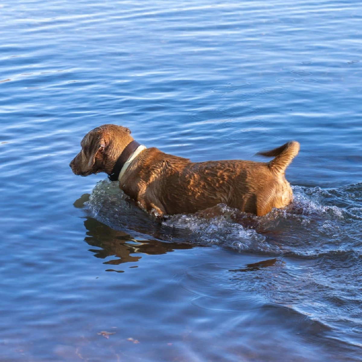 ปล่อยหมาว่ายน้ำนาน! ผู้เชี่ยวชาญเตือนเสี่ยงอันตรายถึงชีวิต