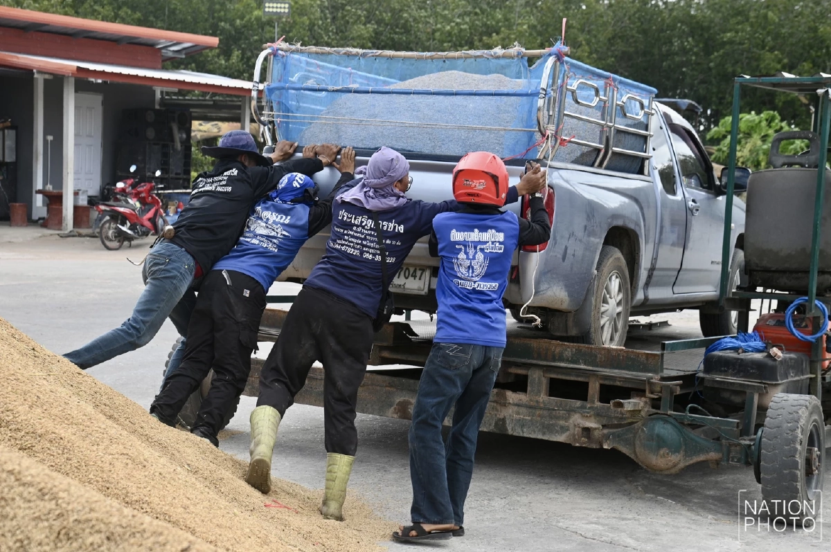 ชาวนายิ้มรับ ข้าวหอมสุรินทร์ราคาพุ่งแตะตันละ 1.3 หมื่น