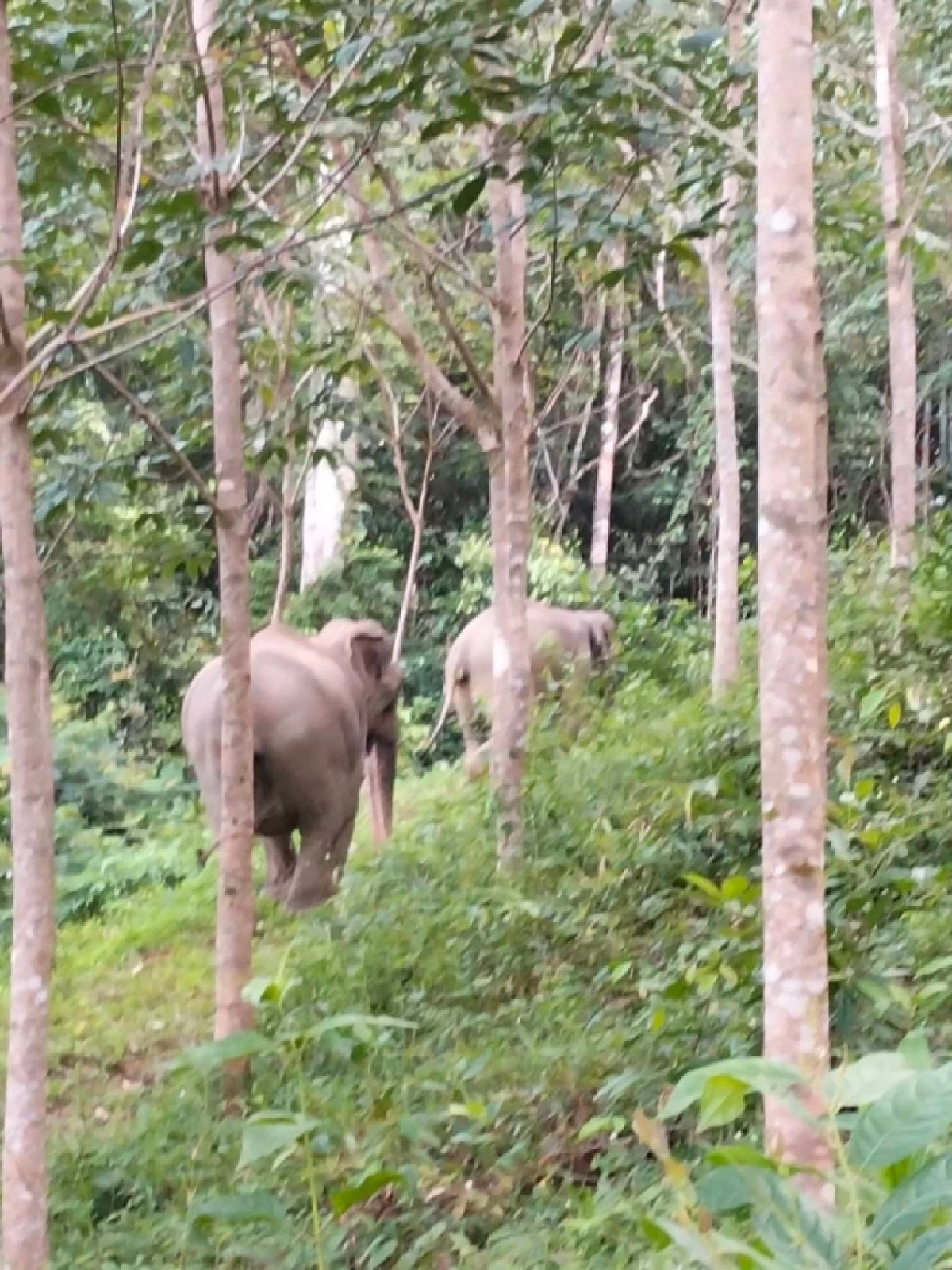ระทึกกลางดึก จนท. ระดมทีมผลักดันช้างป่าแม่ลูกกลับป่า หลังบุกหากินใกล้ชุมชน