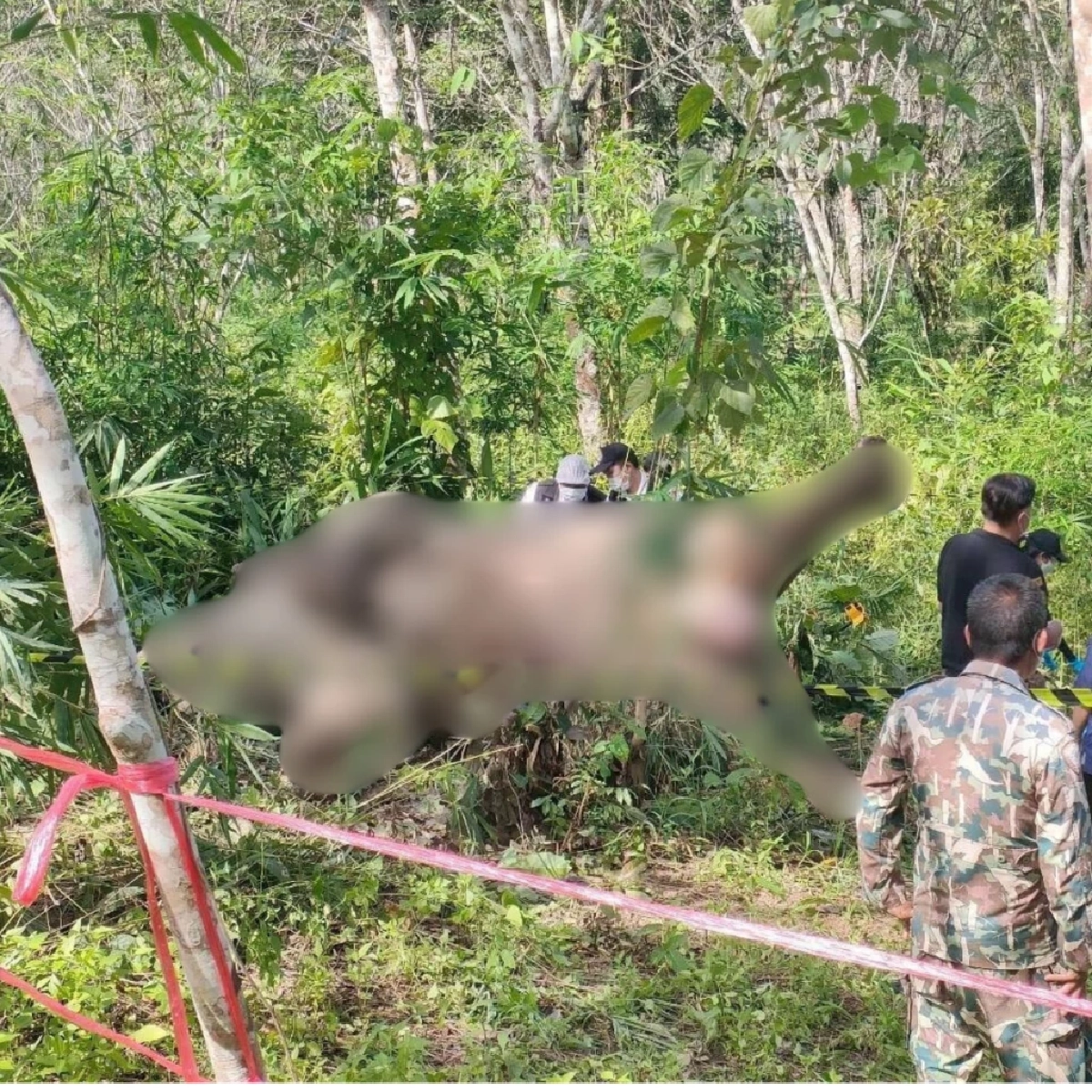 สัตวแพทย์ตรวจซากช้างป่า พบลูกตะกั่ว 6 เม็ด เร่งล่าคนยิง