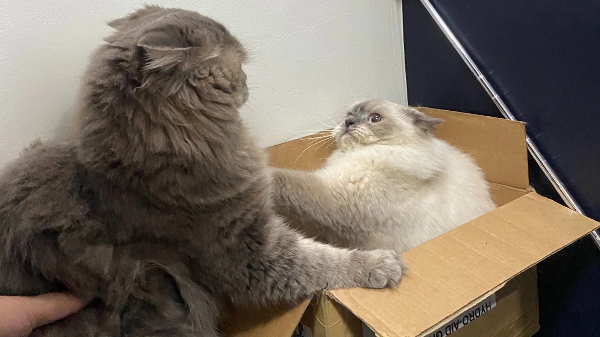 ถ้าแมวอยู่ตัวเดียวมานาน จะยอมรับเพื่อนใหม่ได้ไหม?