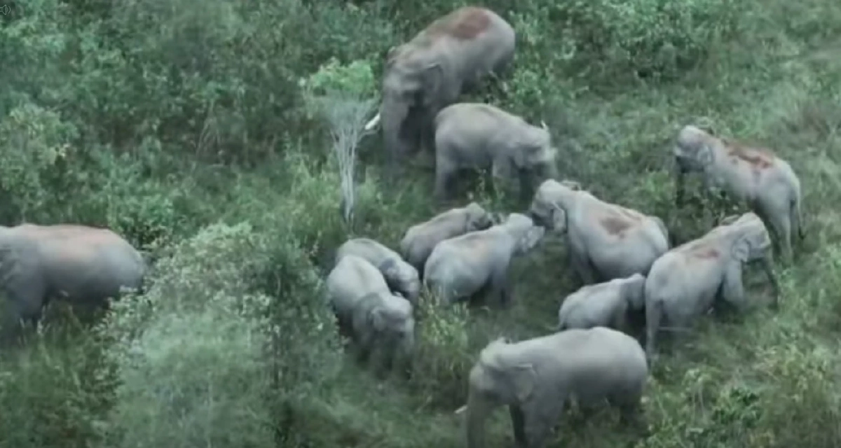 พบ โขลงช้างป่า 40 ตัว ในเขตรักษาพันธุ์สัตว์ป่าดงใหญ่