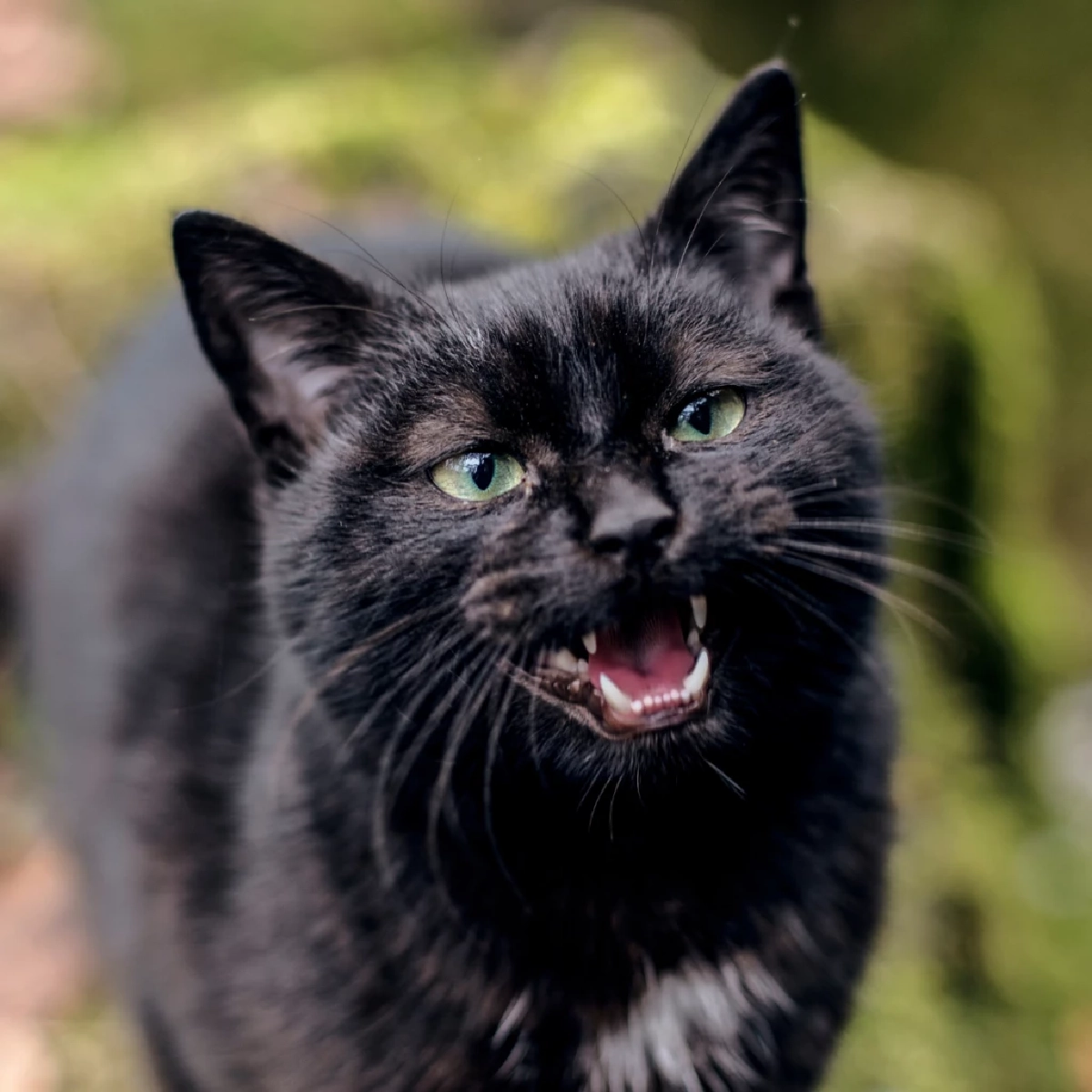 เผยความหมายเสียง “แหงะ ๆ” ของแมว บ่งบอกสัญชาตญาณนักล่าที่ซ่อนอยู่