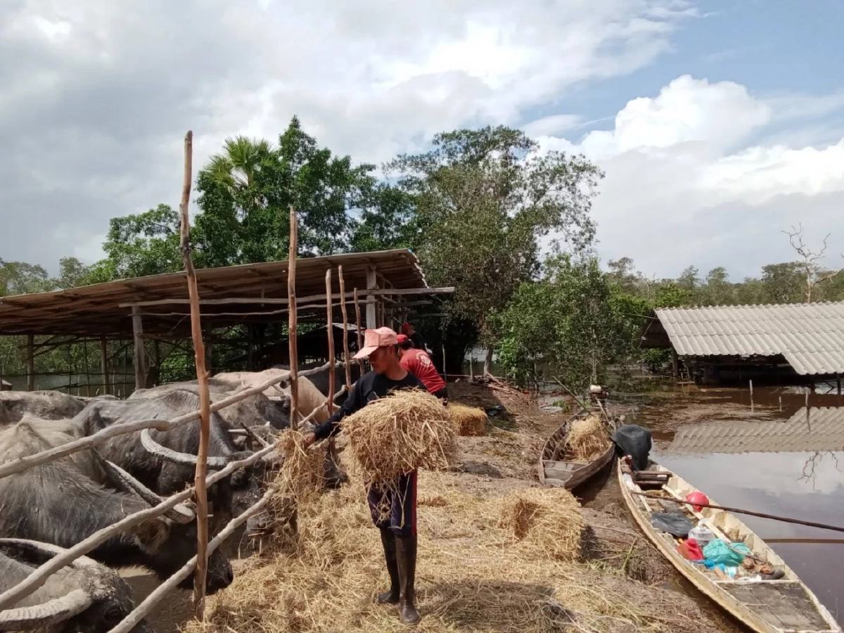 จนท.ทะเลน้อยลุยช่วยสัตว์เลี้ยงชาวบ้านที่ขาดอาหาร จากเหตุน้ำท่วม