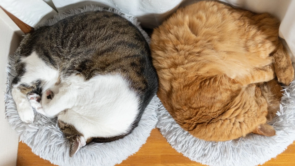 ถ้าแมวอยู่ตัวเดียวมานาน จะยอมรับเพื่อนใหม่ได้ไหม?