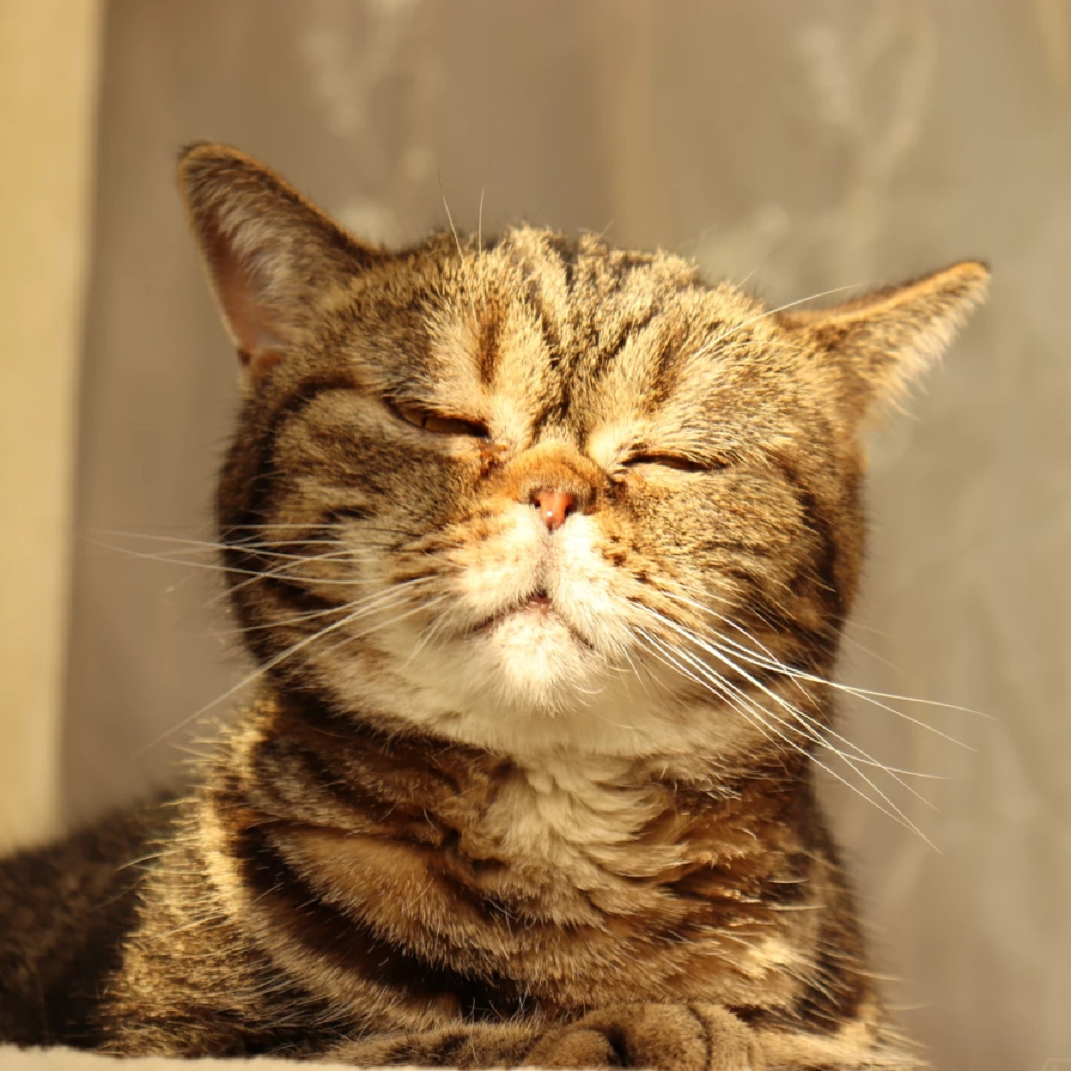 เรื่องจริงสุดพีค! ไขพฤติกรรมสัตว์เลี้ยงแกล้งป่วย