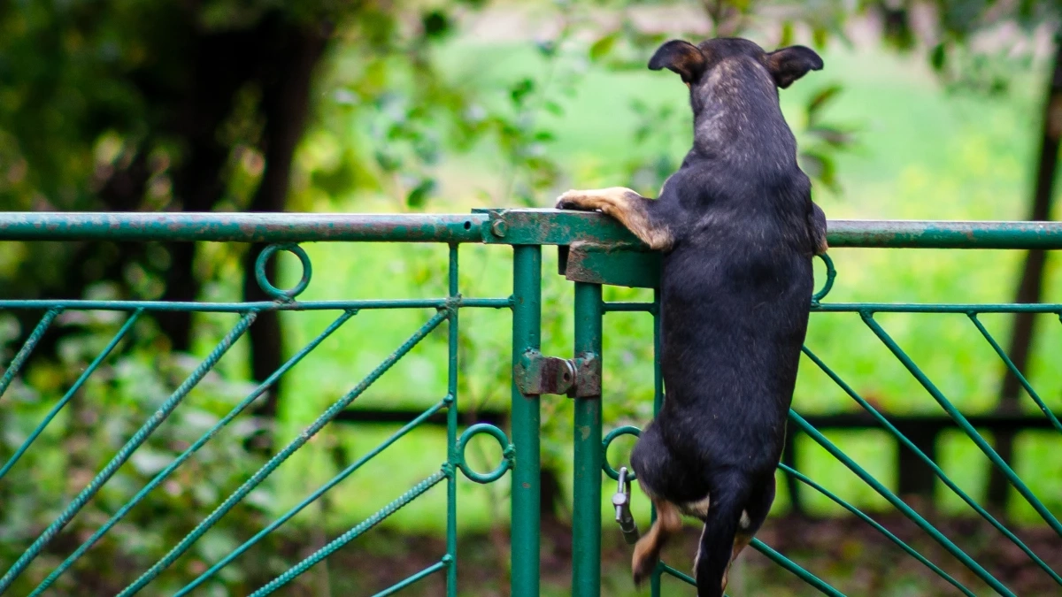 ทำอย่างไรดี? เมื่อหมา–แมวชอบหนีออกจากบ้าน!