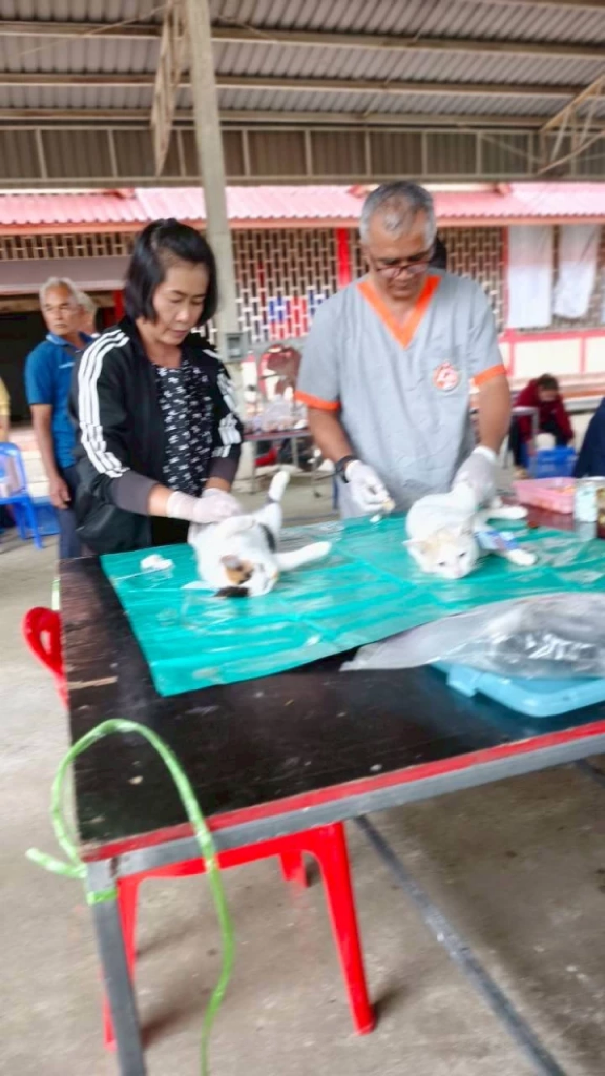 ปศุสัตว์โคราชทำหมันหมา–แมวฟรี ลดเสี่ยงโรคพิษสุนัขบ้า