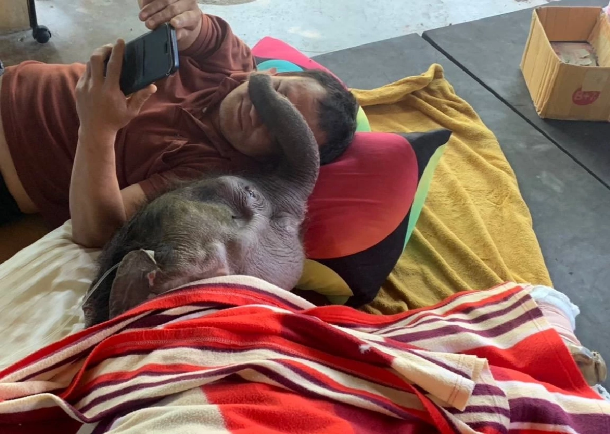 อัพเดท! ข้าวต้ม ลูกช้างป่าอาการดีขึ้นต่อเนื่อง ร่าเริงมีแรง